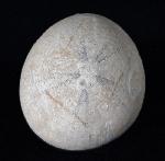 Echinocorys humilis LAMBERT 1903 - Bild © FossNet FossilienStore